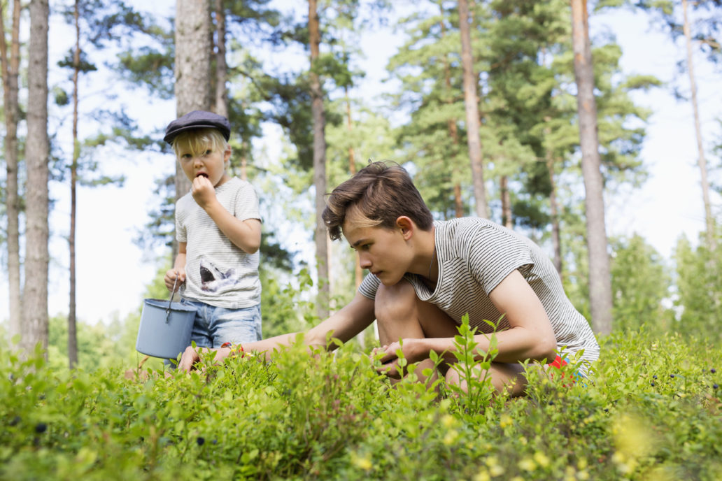 Older and younger boys picking bilberries in a sunny forest.