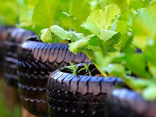 Green plants growing from pots made of car tyres. 