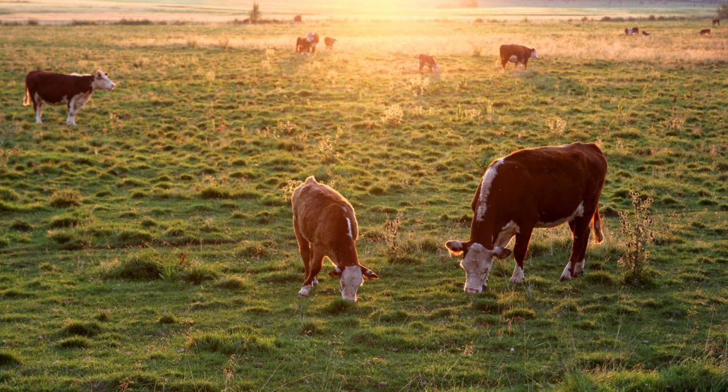 A picture of cattle in a field.