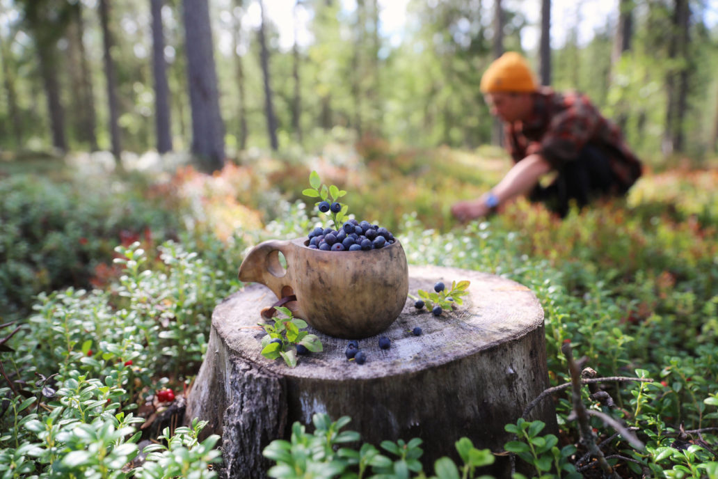 A picture of a cup full of blueberries and a person on the background picking blueberries in a forest